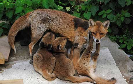 Living-with-Mammals-Fox-vixen-cubs-Jonny_[credit_Instagram_@london thumbnail