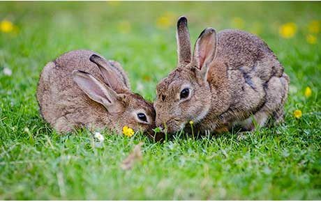 Living-with-Mammals-Rabbits-Thumbnail