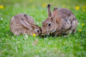 Living-with-Mammals-Rabbits-header-800x533