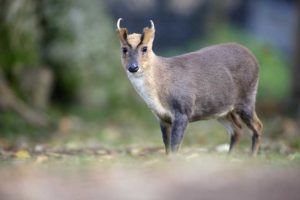 Muntjac-Living-with-Mammals-2021-By-Erni-Shutterstock-header-800-x-522
