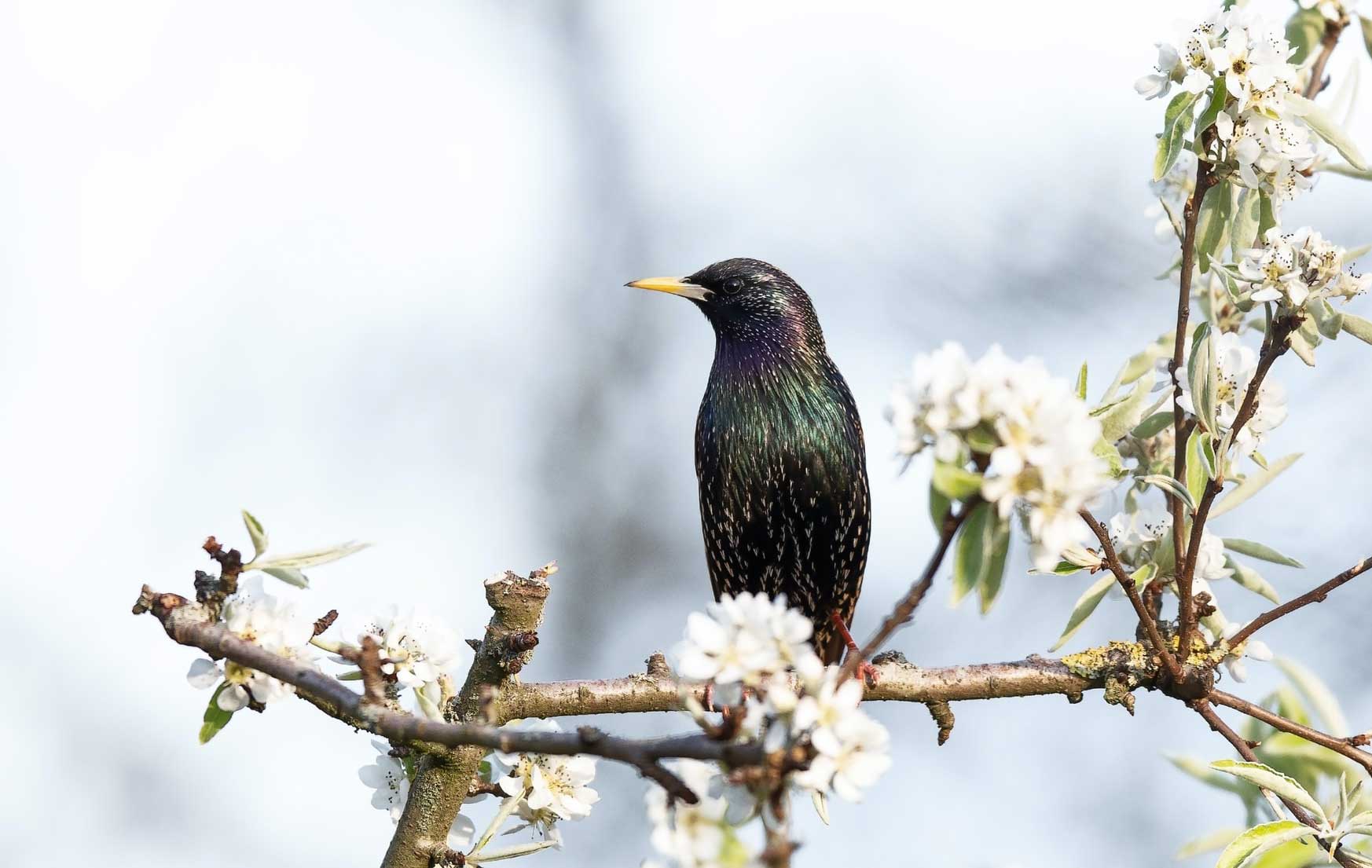 Starlings-Dawn-chorus-disappearing-from-UK-cities-how-to-bring-songbirds-to-your-urban-garden-according-to-experts