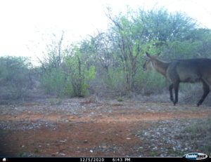 Waterbuck. This picture gives Kitisi 2,000 points. Photo credit Ruaha Carnivore Project.