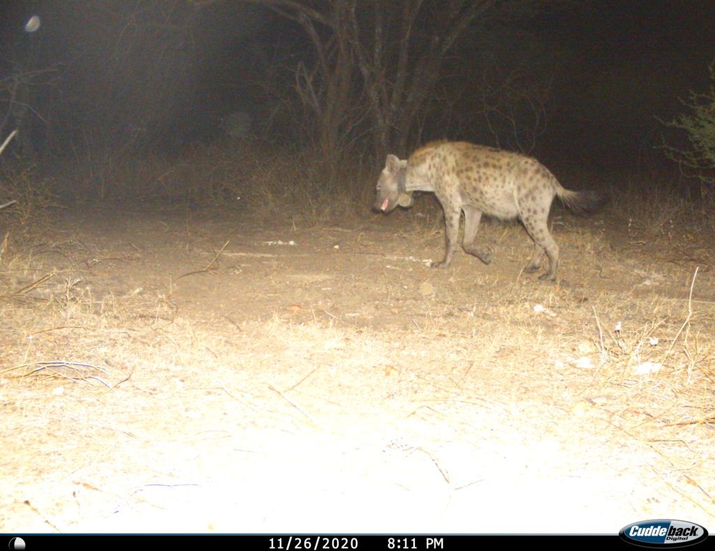 collared hyena. Photo credit Ruaha Carnivore Project.