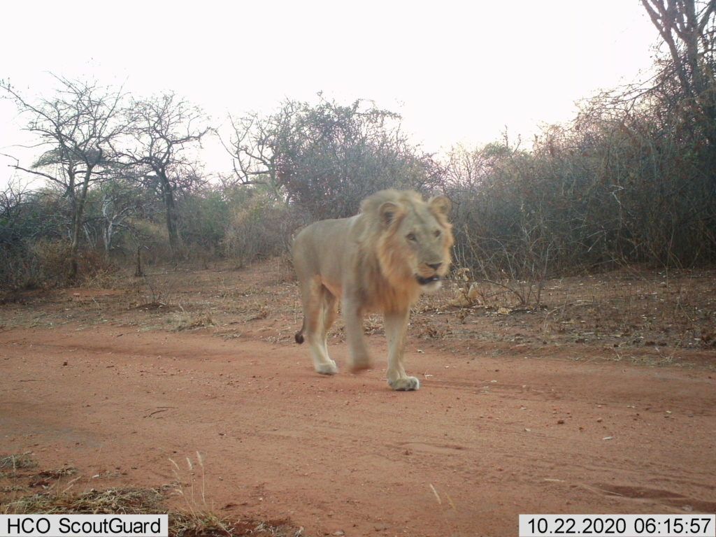 collared lion. . Photo credit Ruaha Carnivore Project.