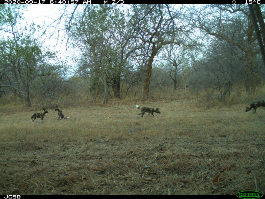 wild dogs with young. Photo credit Ruaha Carnivore Project.