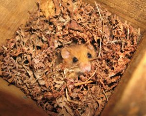 dormouse in stage 1 nest
