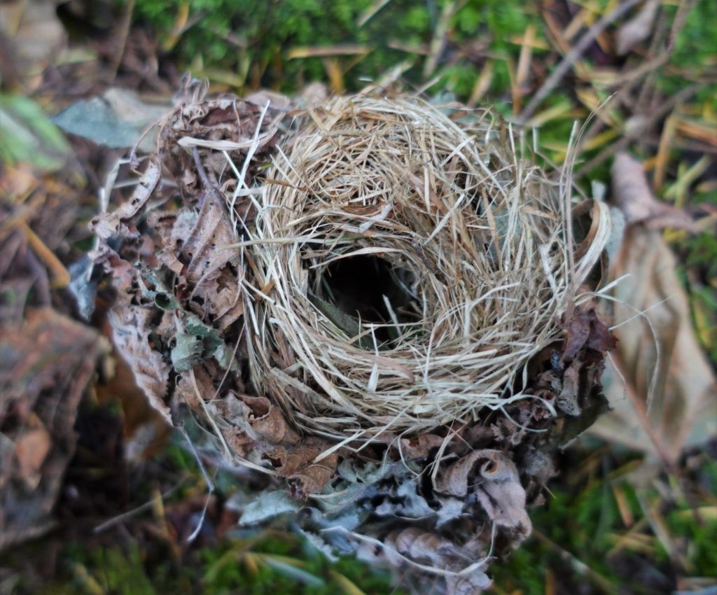 dormouse nest stage 3