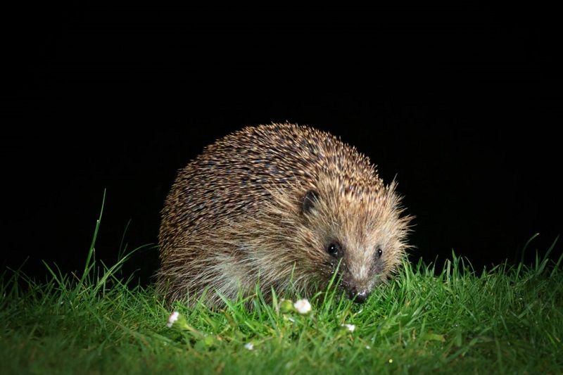 A hedgehog at night