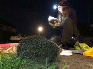Lauren Moore completing a health check on a hedgehog