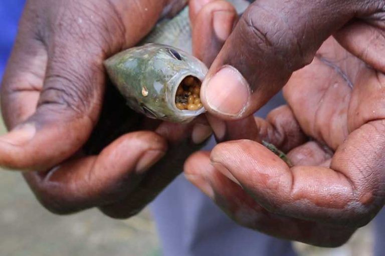 Tilapia fish face a brighter future in Uganda PTES