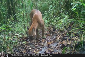camera trap image of a cougar in the forest