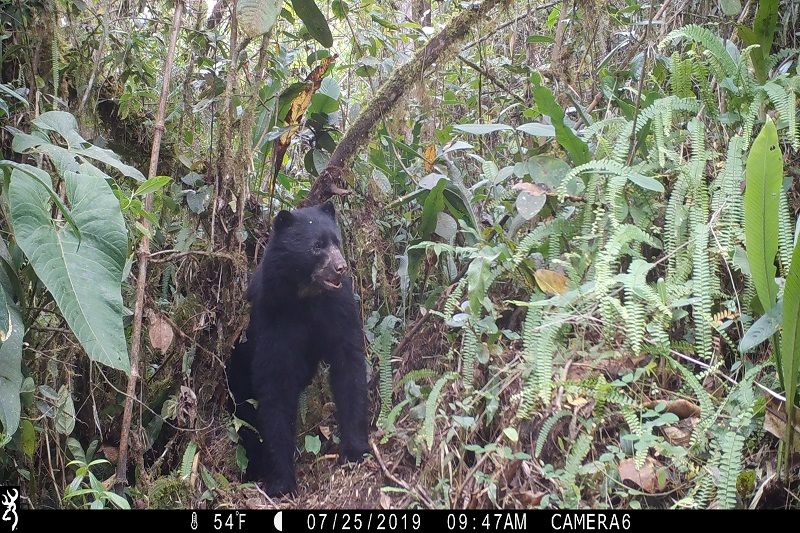 camera trap image of a spectacled bear in the forest