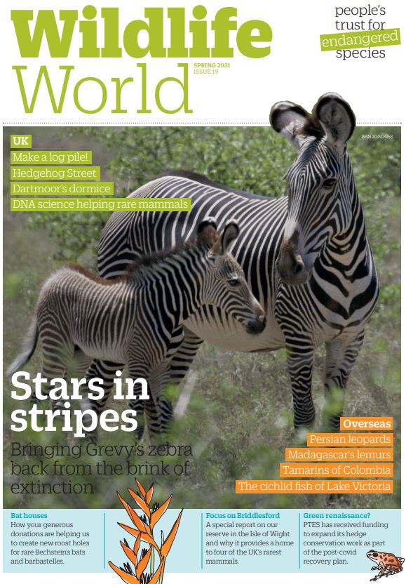 Wildlife World Issue 19 Spring 2021 front cover of two grevy's zebras