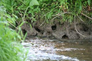 water vole burrows