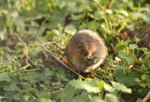 water vole on river bank
