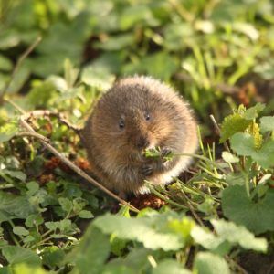 water vole on river bank