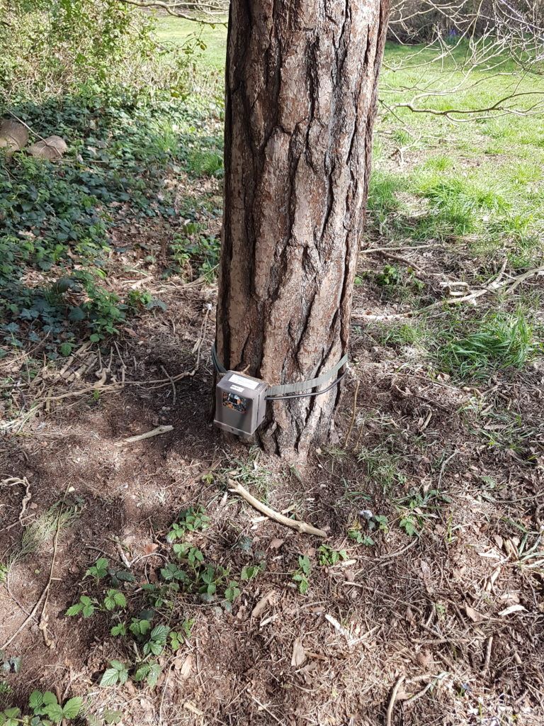 camera trap on tree