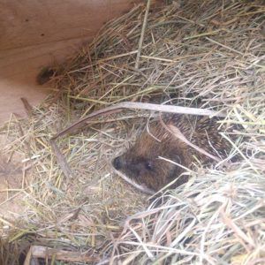 A hedgehog in a straw nest