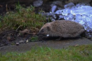 A hedgehog at dusk in winter in a garden