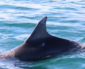 dolphin dorsal fin