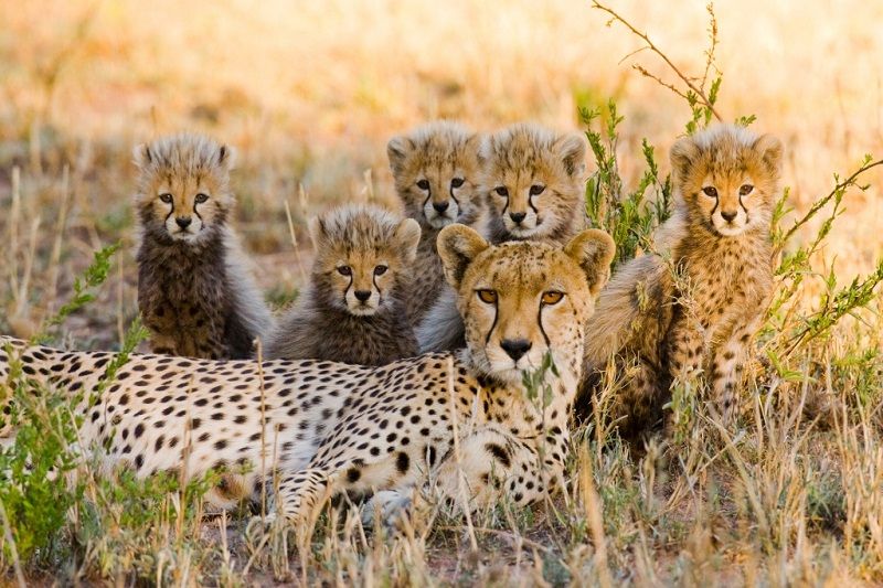 cheetah family