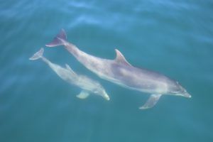 bottlenose dolphin and infant