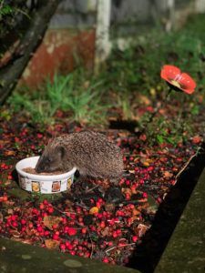 Hedgehog in urban garden eating food from a dish.Photo credit Graeme Jackson