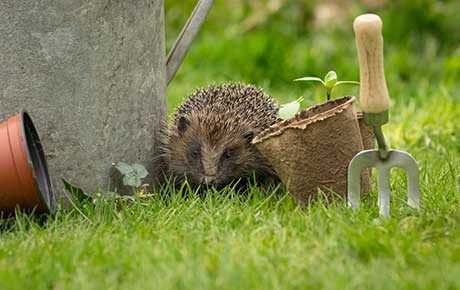 Hedgehog-in-garden-Coatsey-Shutterstock-thumbnail