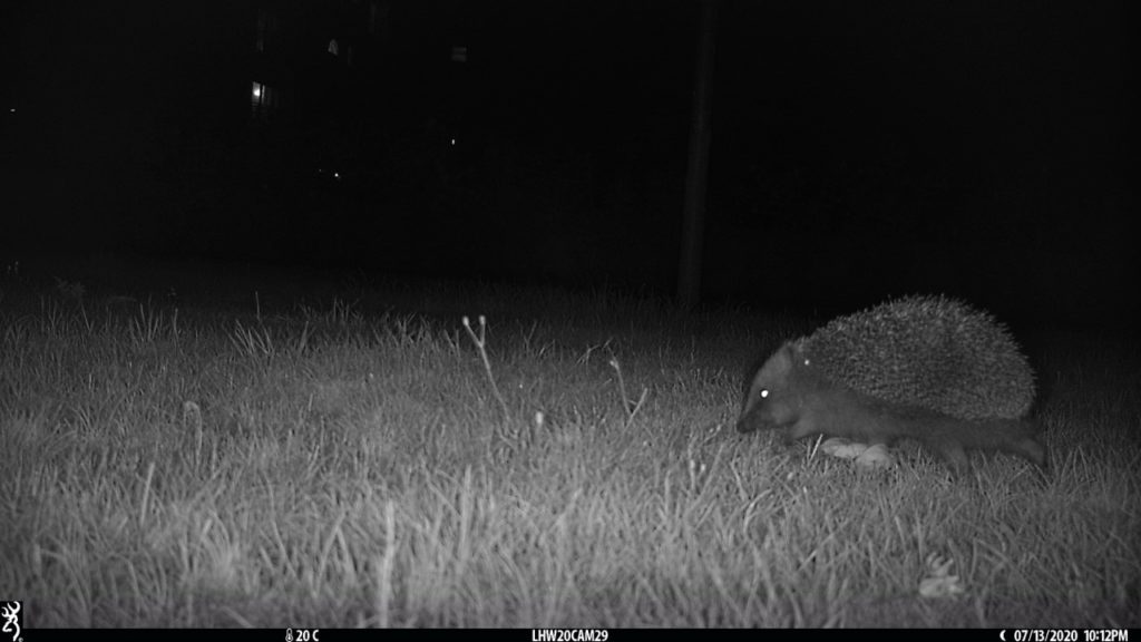 camera trap image of hedgehog