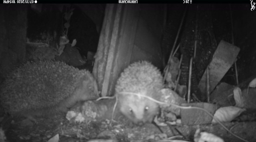 camera trap image of two hedgehogs