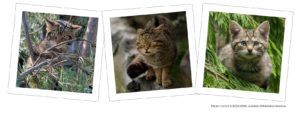 Wildcats in three frames PTES