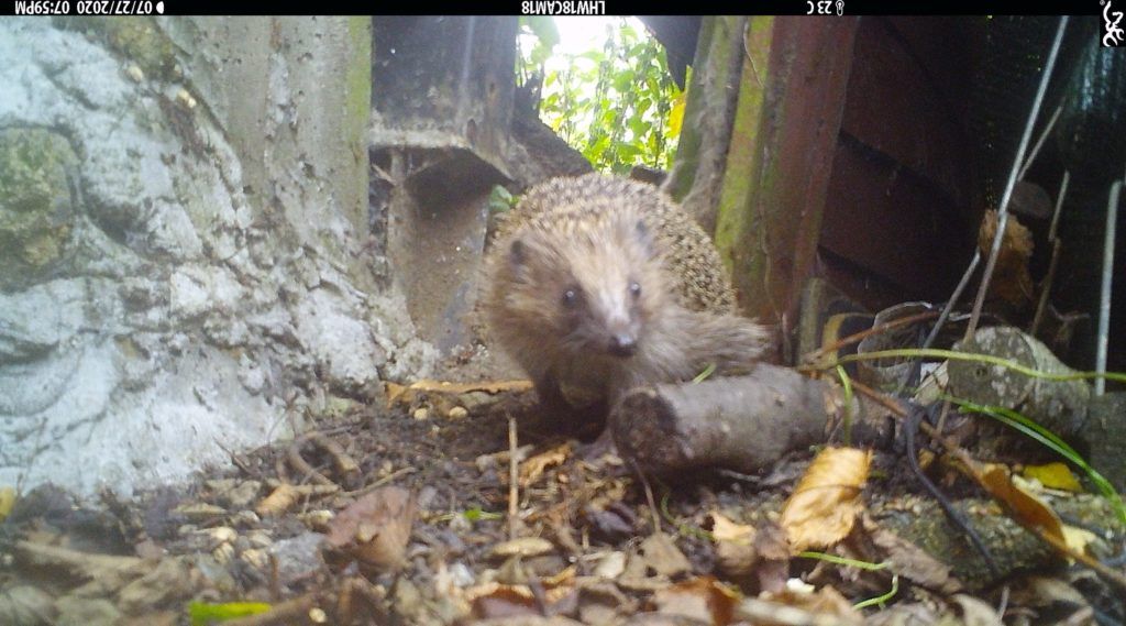 camera trap image of hedgehog