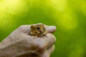 Dormouse in hand