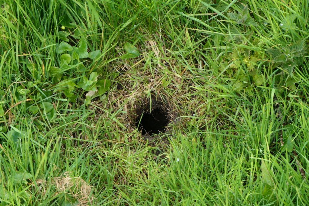 water vole burrow