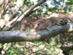 Dormouse on a branch