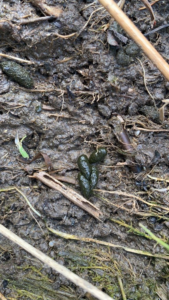 water vole droppings