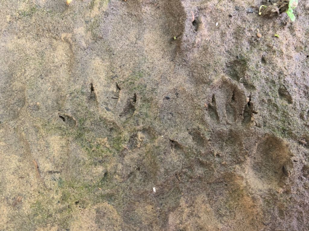 water vole footprints