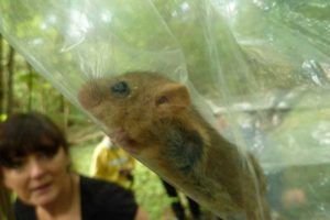 Meet the monitor Kathryn with a dormouse in a weighing bag
