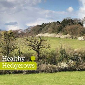 Healthy Hedgerows App
