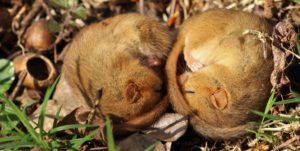 two dormice sleeping with nuts