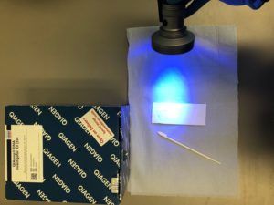 Forensic swab and DNA extraction kit, with UV torch.