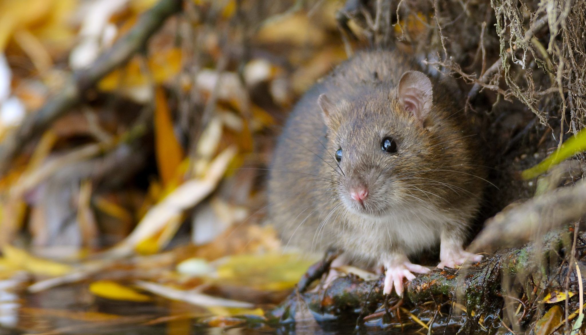 Brown rat - People's Trust for Endangered Species