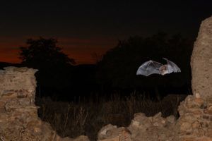 Greater horseshoe bat flying at night