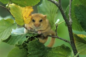 hazel dormouse