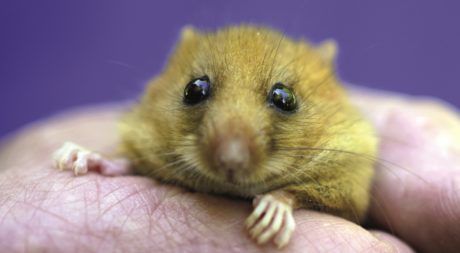 Hazel dormouse reintroduction - People's Trust for Endangered Species