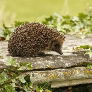 Hedgehog in a garden by Erni Shutterstock