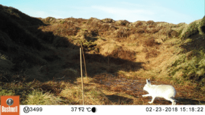 Daytime camera trap image of hare