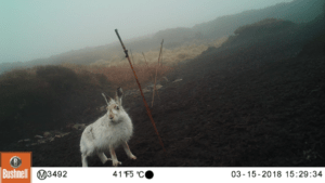 Daytime camera trap image of hare and bamboo sticks in background