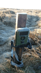 The camera traps were able to function even through deep cold temperatures.