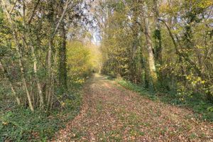 Briddlesford woods Six Acre wood